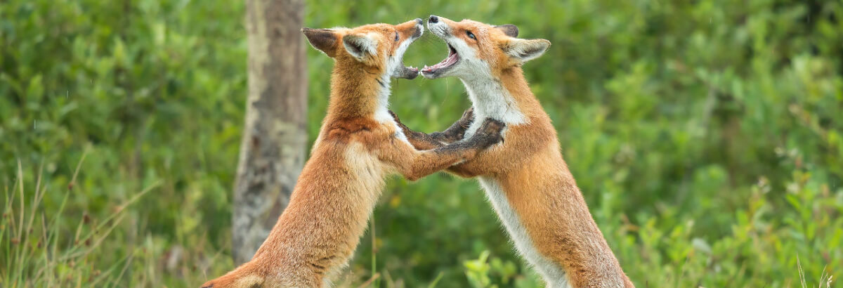 Foxy Battle