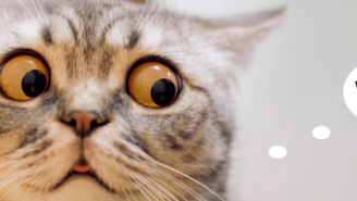 13 Biggest Online Bingo Flops