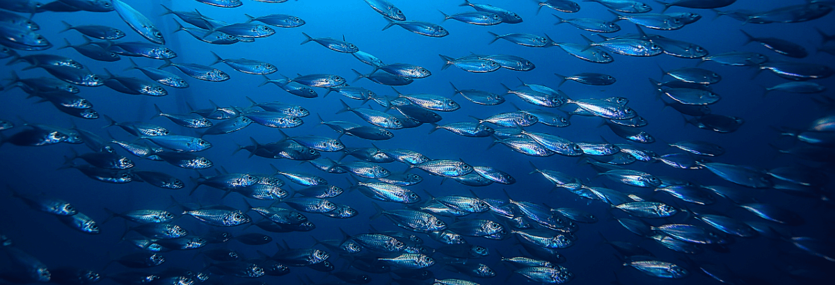 A shoal of blue fish swimming underwater