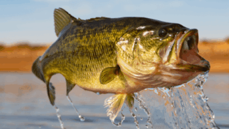 Big Bass Jackpot Bonanza at Paddy Power