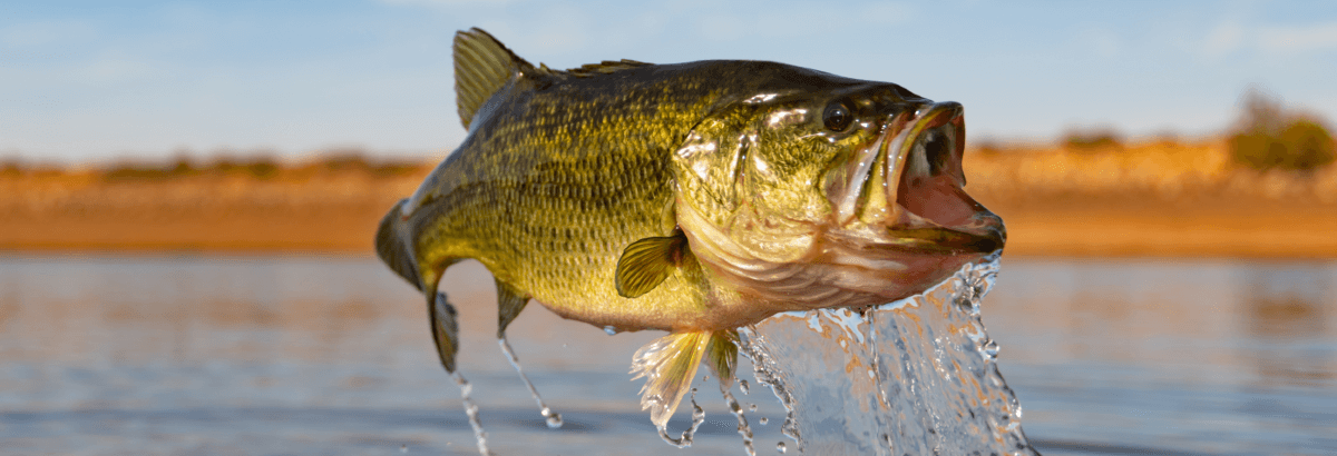Leaping Big Bass fish
